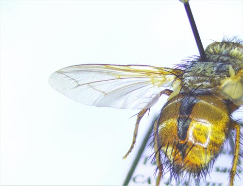 Réf. 324 031 : Tachina fera